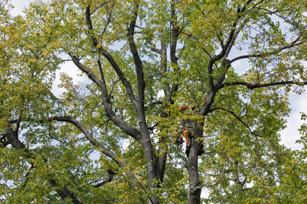 Best Tree Removal Service  in USA